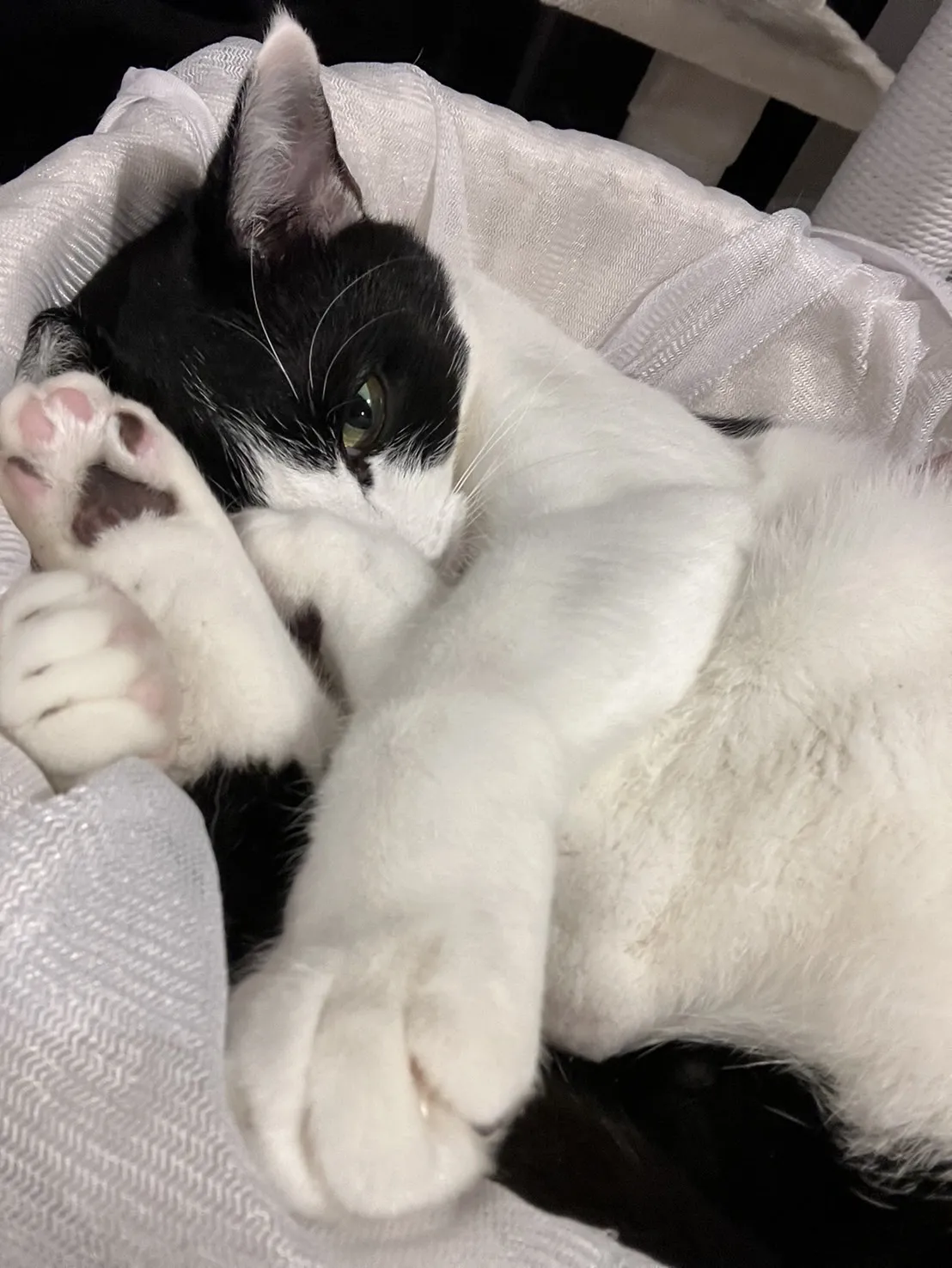 ねんね中のあなごちゃん