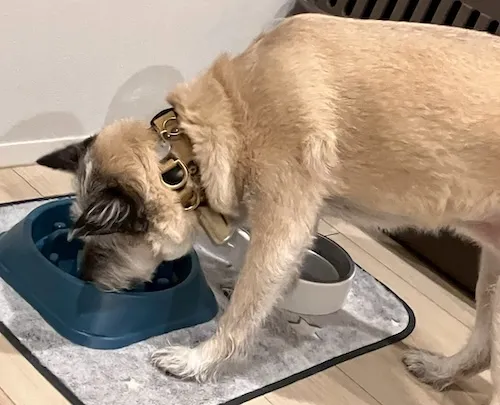 モリモリご飯を食べるフルフルちゃん