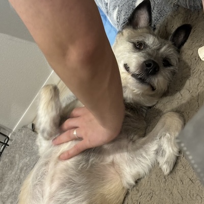 パパにお腹を撫でられてご満悦のフルフルちゃん