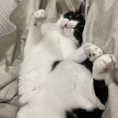 猫のあなご