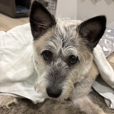 犬のフルフル