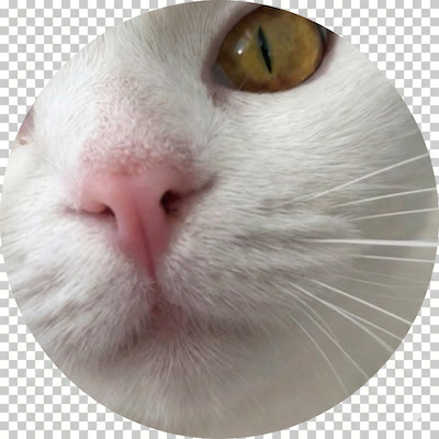 赤羽保護猫ルームにゃんデレラ